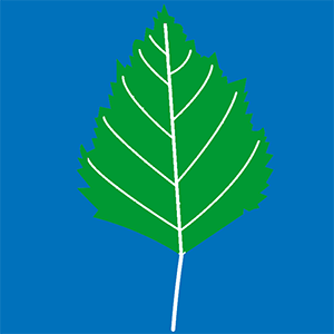 Birch leaf.