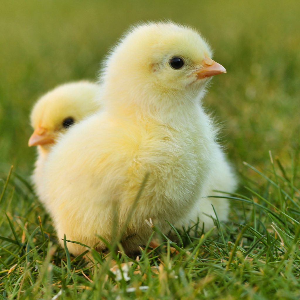 Two Easter chickens.