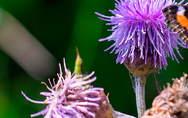 Summer flowers and a butterfly.